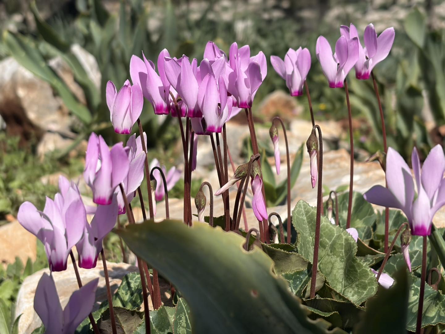 Madar Al-Saa Images 0.1405443420256054