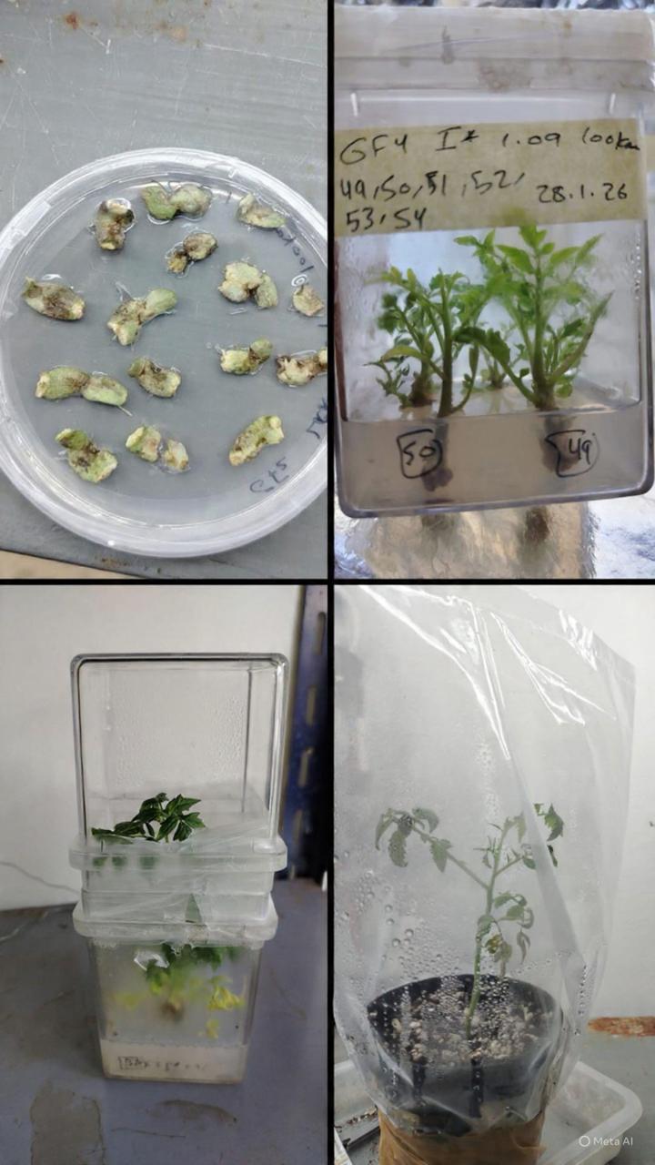 Madar Al-Saa Images 0.2421598835341321