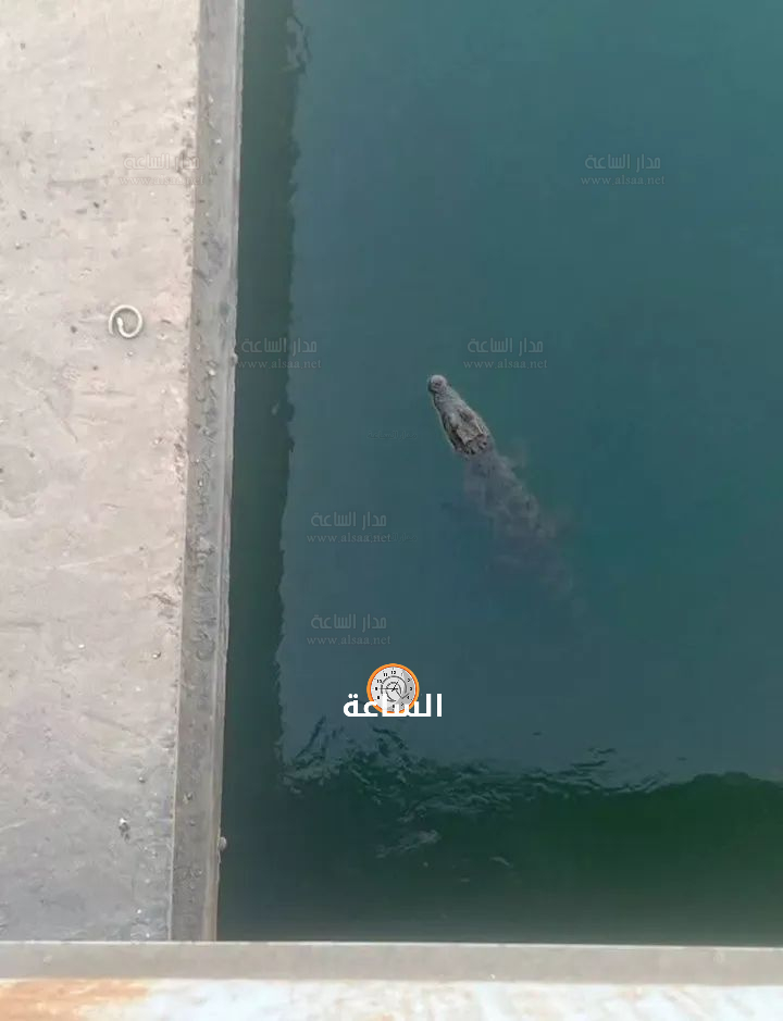 Madar Al-Saa Images 0.941052724388216