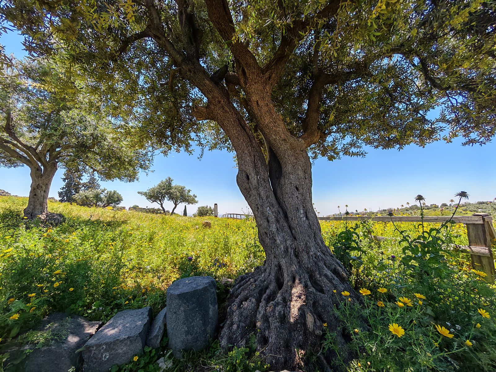 Madar Al-Saa Images 0.5583053194258014