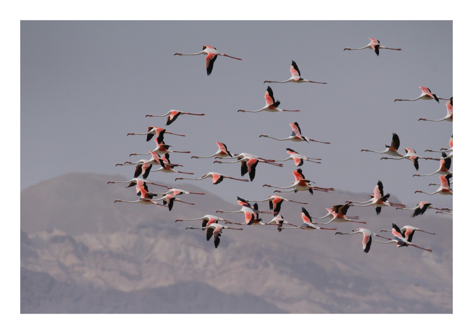 Madar Al-Saa Images 0.3463773101723211