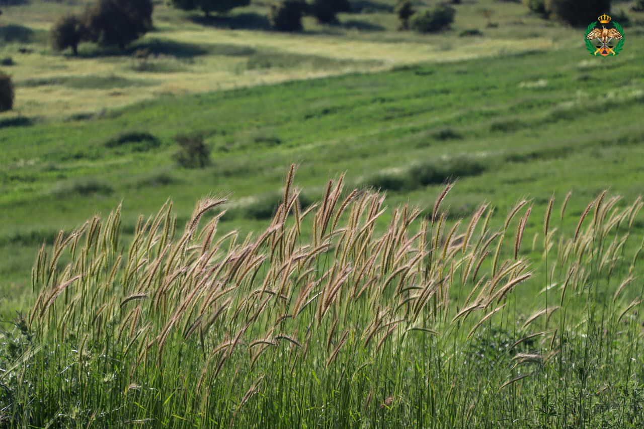 Madar Al-Saa Images 0.6386693927353196