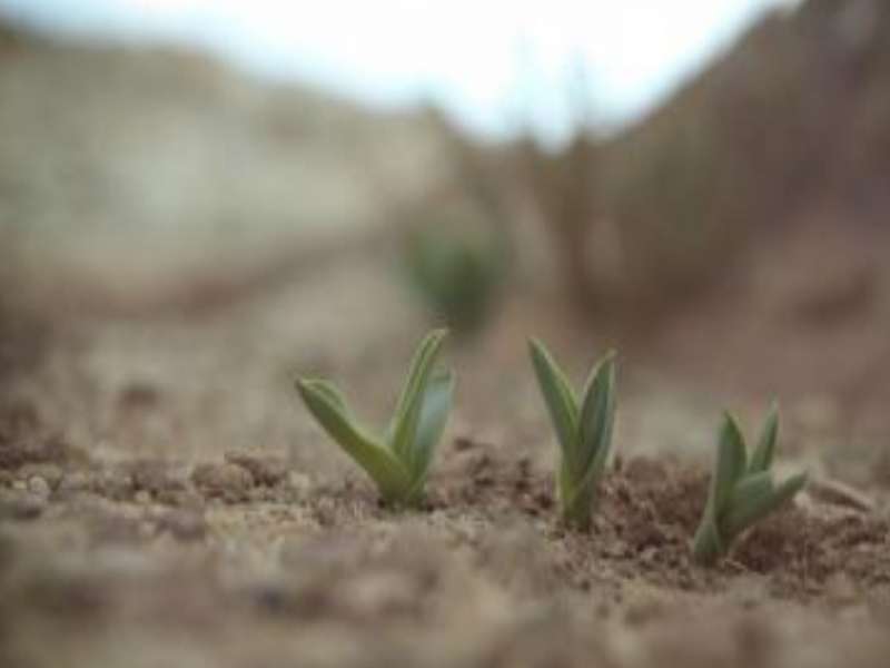 25 عاما مدة الفرصة الاستثمارية الزراعية