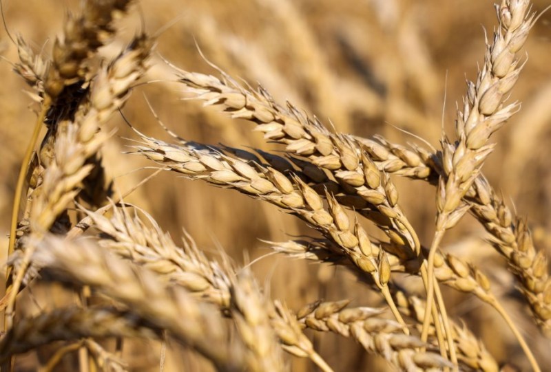 الحكومة بصدد رفع مخزون القمح لـ