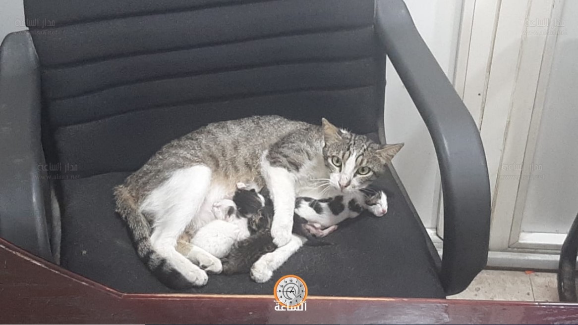 انجبت خمسة في صحيفة اردنية وعلى