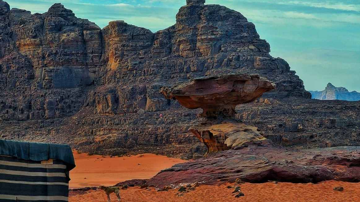 بعد تركهم الحضور وسط الصحراء.. منظمو