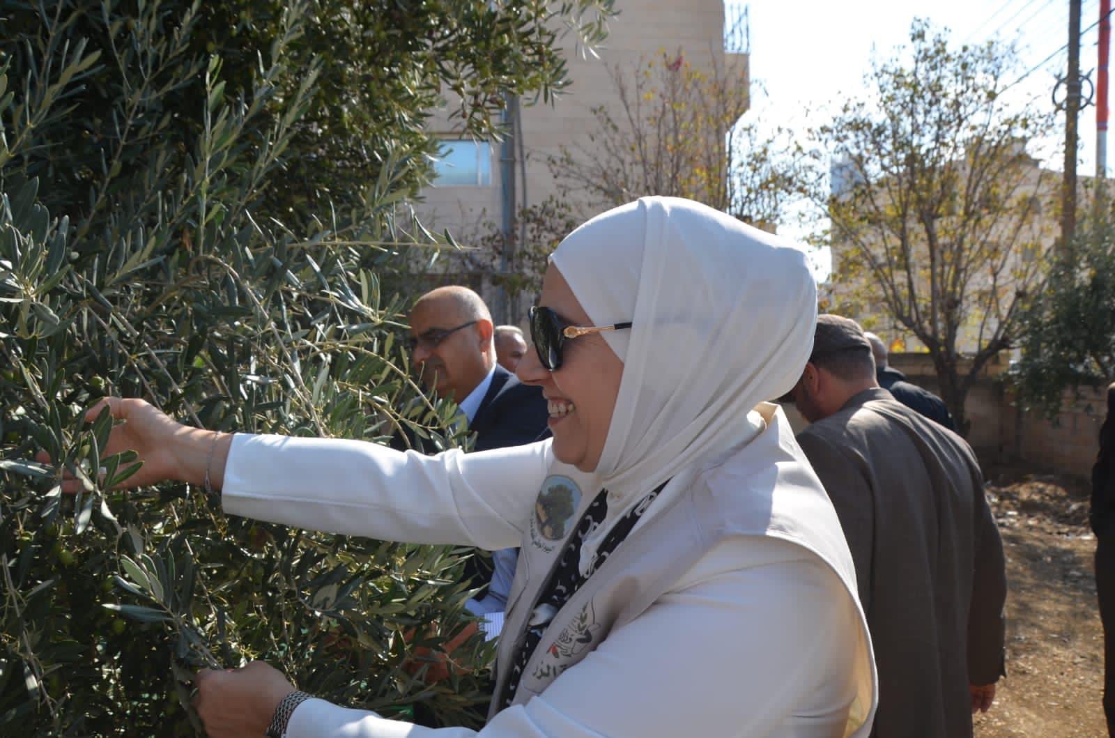 فعالية اليوم الوطني لقطاف ثمار الزيتون