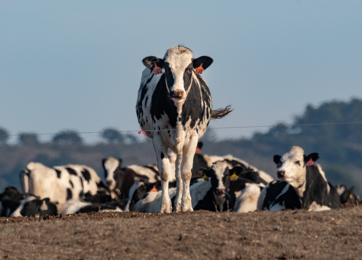 القبض على 7 متهمين بالاتجار بلحوم