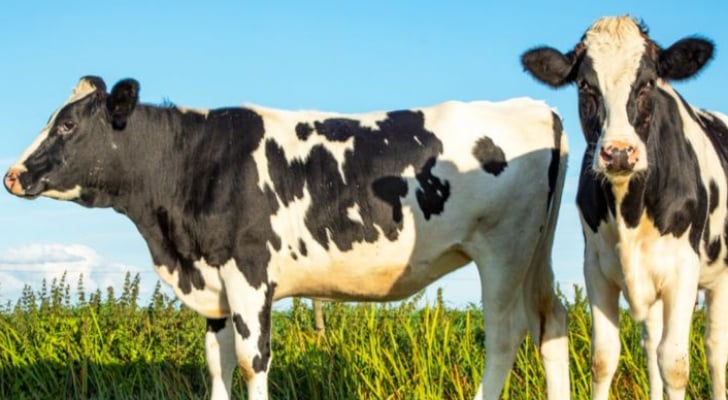 مهم من وزارة الزراعة بخصوص استيراد