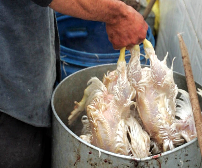 مطالبة بالرقابة على محال بيع الدواجن