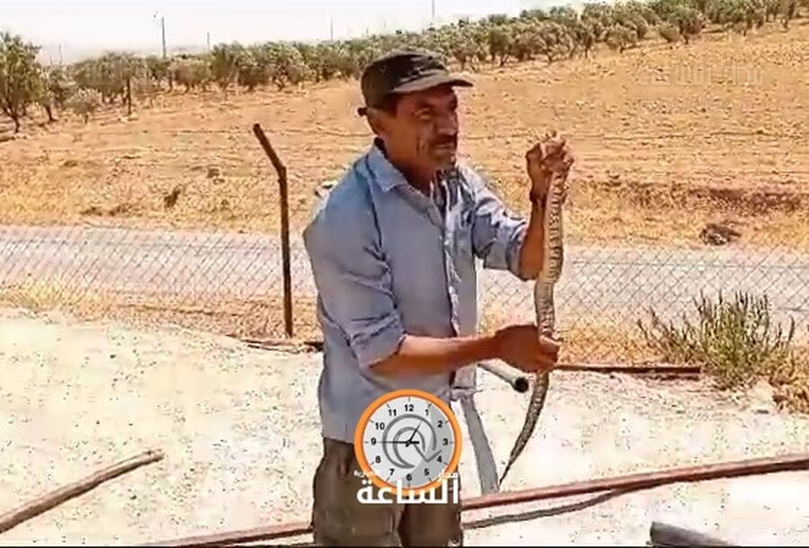 أفعى بطول 135 سم داخل بئر