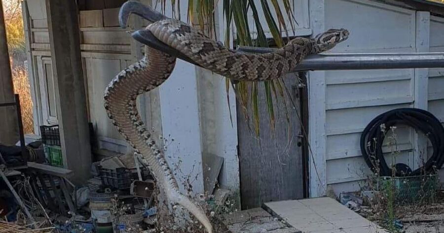 أفعى تلدغ فتاة وتدخلها العناية الحثيثة