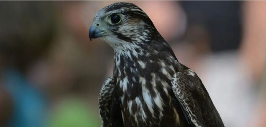 الجمارك الاردنية تحبط تهريب 21 صقرا