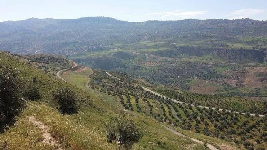 دحوس .. واحة زراعية متنوعة ونموذج