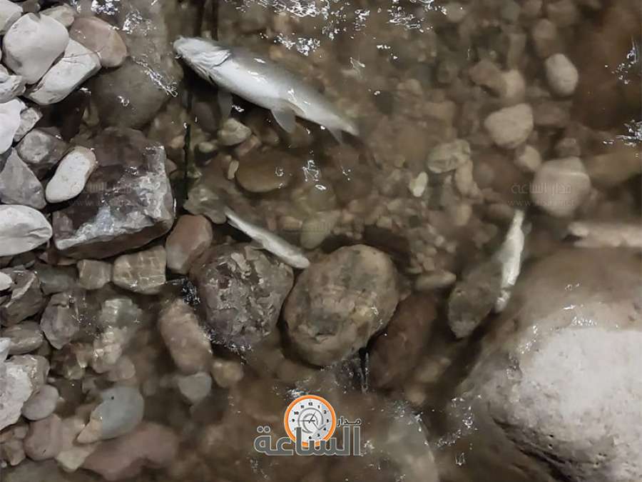 نفوق أعداد كبيرة من الأسماك في