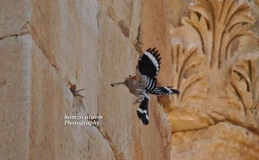 قرقودة تكتب: حين يطعم الهدهد الحياة..