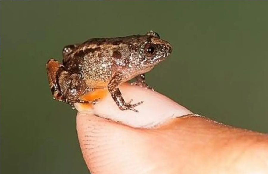 باحثون من اليابان يكتشفون علاجا واعدا