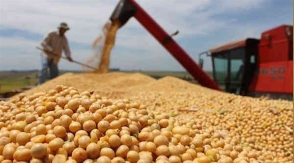 الأرجنتين تعلق تصدير الصويا بعد ارتفاع