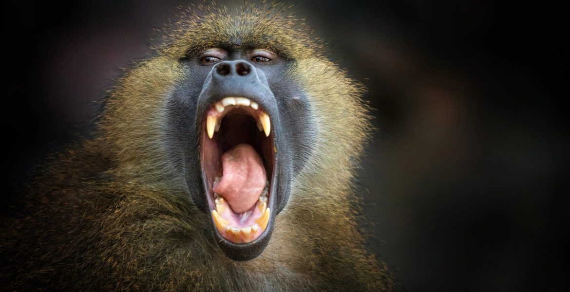 الحيوانات الأعلى صوتا على الأرض.. بعضها