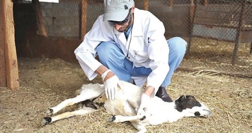 زراعة المفرق: إنجاز 90% من مشروع