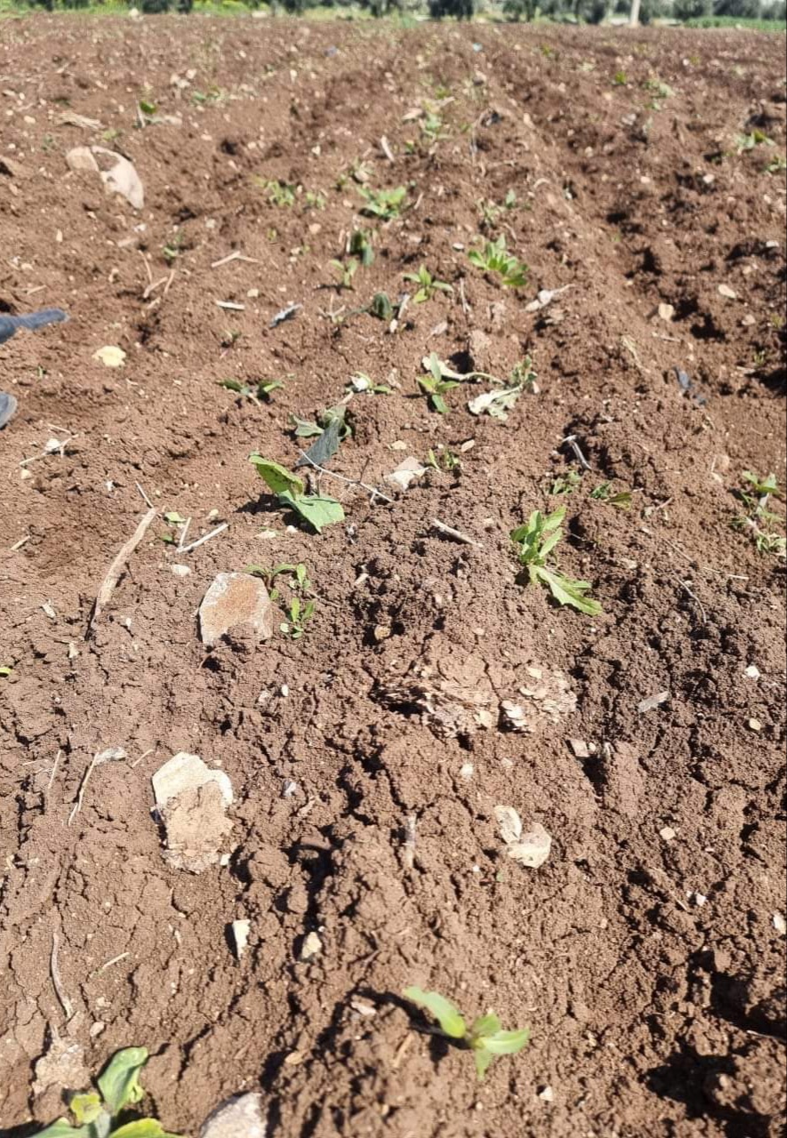 الصقيع يضر بمحاصيل الزراعات البعلية في