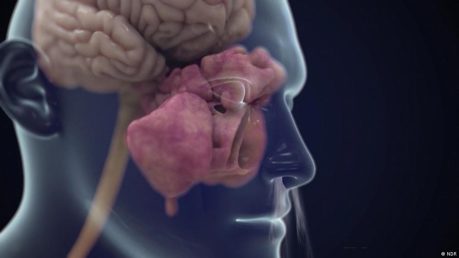 خلايا الشم بالدماغ تتقلص بعد الإصابة