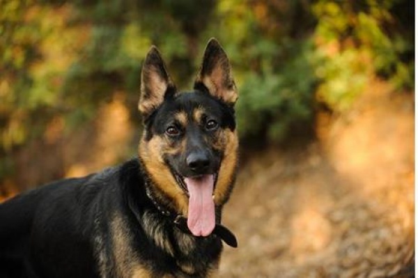 مسودة نظام تحدد شروط اقتناء الكلاب