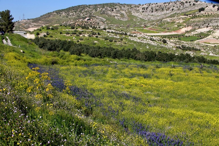 طقس الأردن دافئ