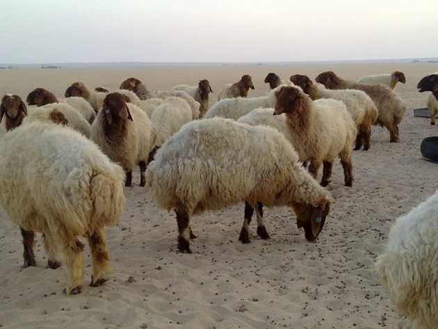 نفوق نحو 50 رأسا من الأغنام