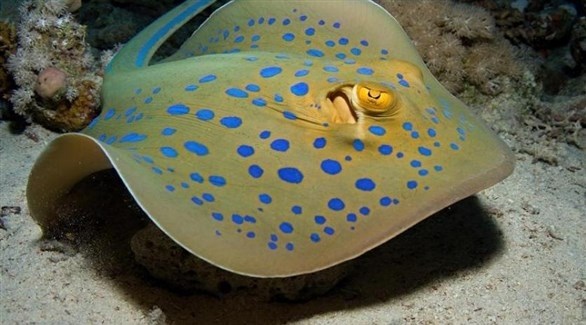 لهذه الأسماك قدرات رقمية معقدة تصل