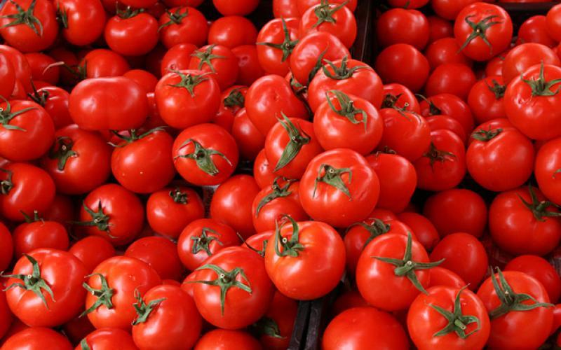 أسعار البندورة.. الصناعة والتجارة توضح