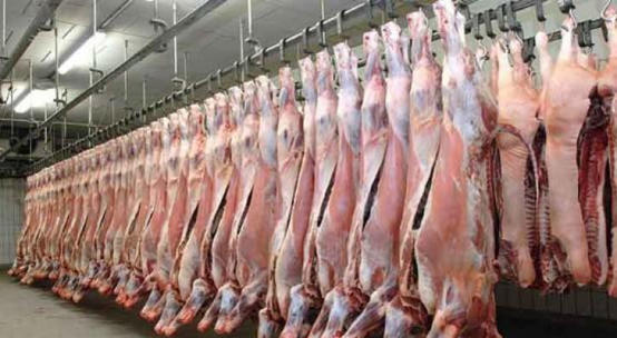 يوميا.. مسلخ عمّان يستقبل 100 طن