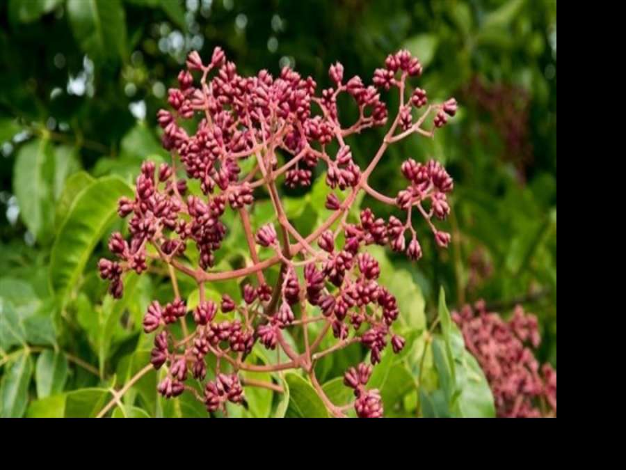 خلاصة هذه النبتة مثالية للبشرة الحساسة