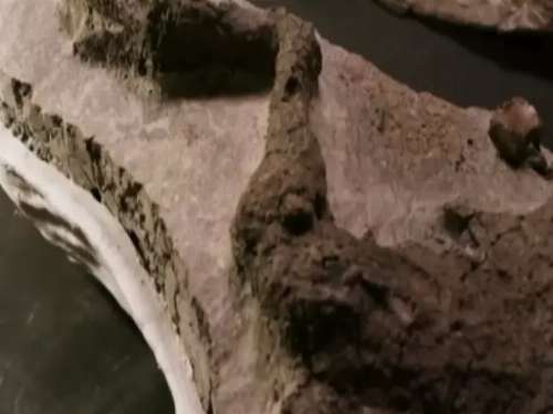 لأول مرة.. العثور على ديناصور نفق