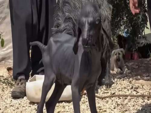 ماعز معجزة في تركيا .. فما