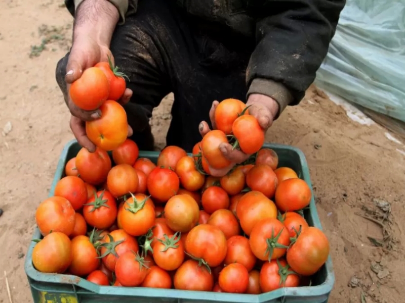 حماية المستهلك: السقوف السعرية وضعت على