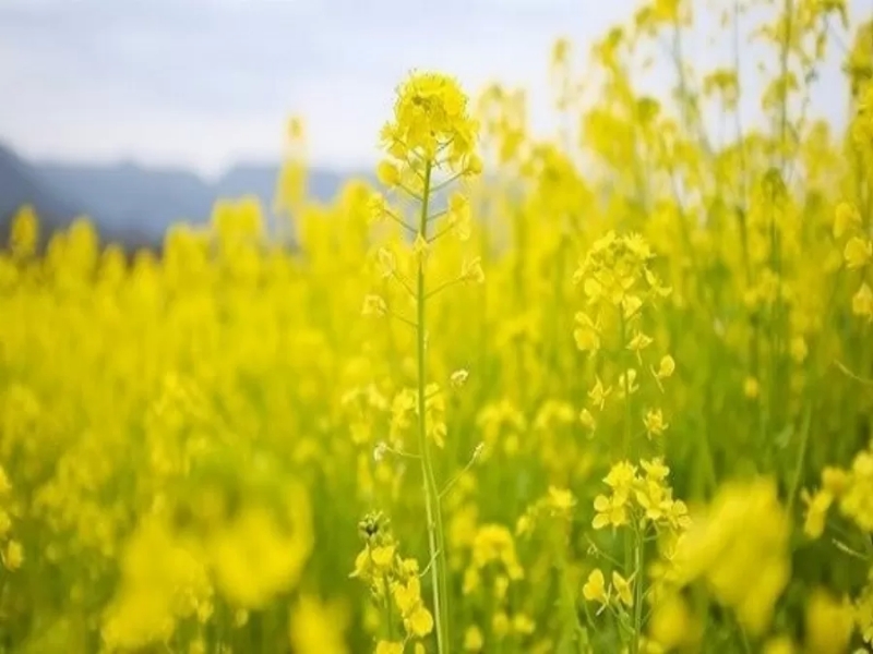 أزمة خردل عالمية متوقعة بسبب الحرب