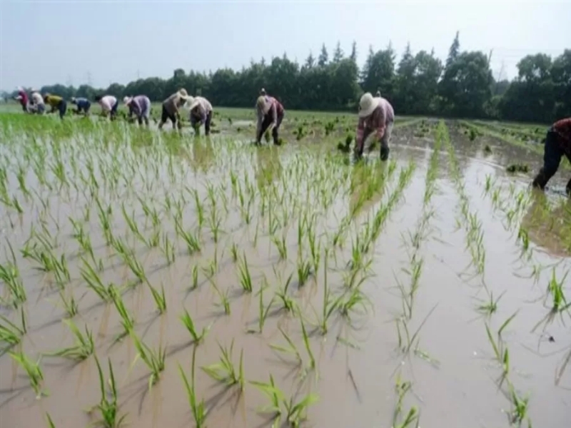 الصين تتعهد بضمان إمدادات المنتجات الزراعية