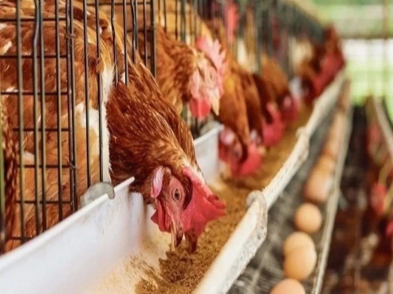 أزمة بيض عالمية بسبب إنفلونزا الطيور