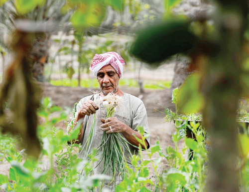 مركز البحوث الزراعية: العام الحالي زراعي