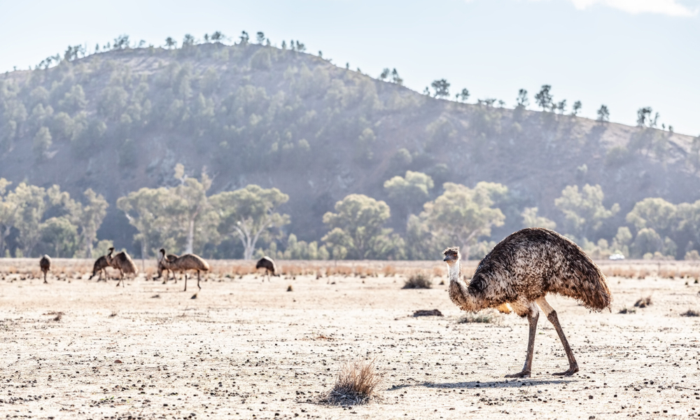 قصّة أغبى حروب العالم التي خسرتها