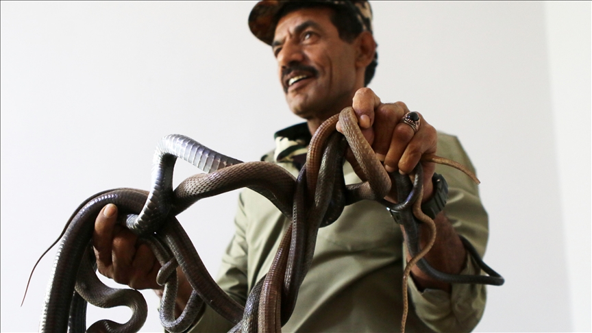 ياسين الصقور.. أردني يعشق الأفاعي ويعيش