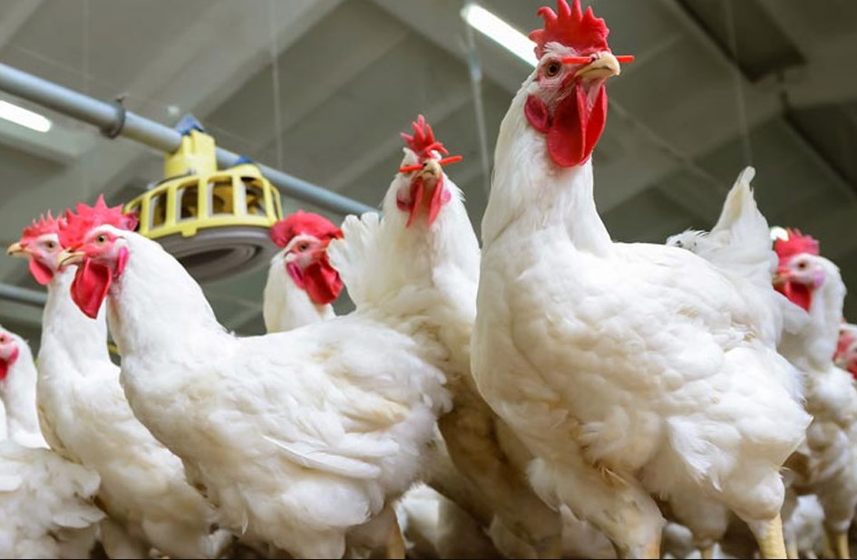 استقرار اسعار الدواجن خلال شهر رمضان