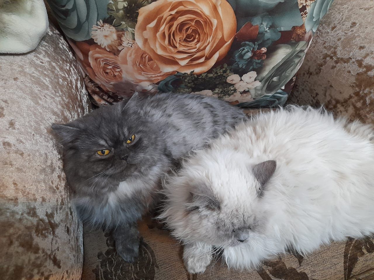 ماتت قطتنا وصغارها