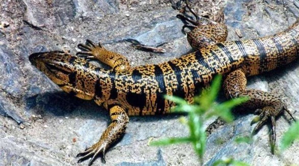 واحد من كل خمسة زواحف في