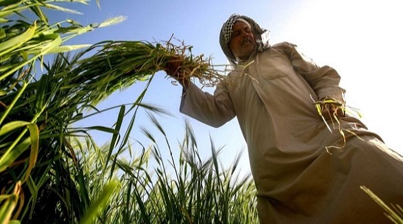 المخزون الاستراتيجي من الحنطة في العراق