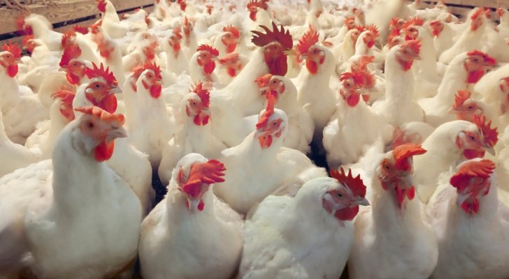 مزارعي الدواجن: الحكومة لم تراع ارتفاع