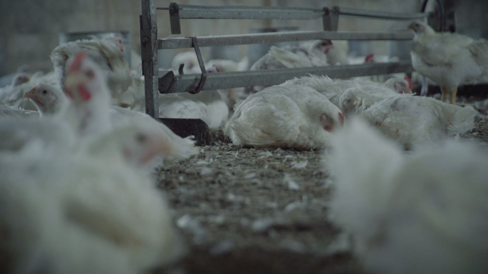 شكاوى بنقص الدواجن في الأسواق المحلية