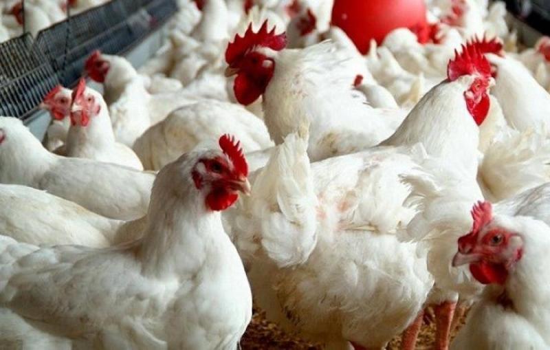 400 مخالفة عدم التزام بالسقوف السعرية