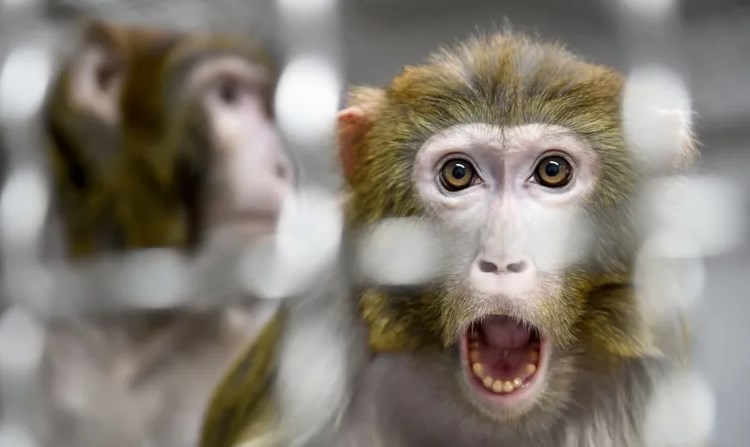 رصد أول إصابة بفيروس مصدره القرود..